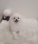 토리멍