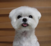 베베 티아코
