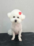 똘이살롱