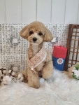 봄펫살롱
