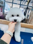 비비펫미용
