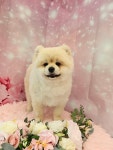 DOG깨비 강아지미용실
