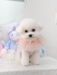 섬댕 강아지미용실