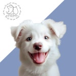 바른 정 동물병원 원주 단구점