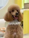 힐링댕