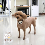멍블랑 반려견미용실