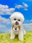 그루몽 펫살롱