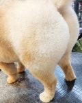 지니펫 애견미용실