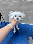 비비펫미용