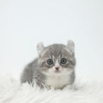 대구고양이분양 도로시펫