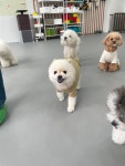 하이포우 강아지 유치원&호텔