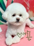 멍멍이이발관