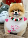 멍멍이이발관