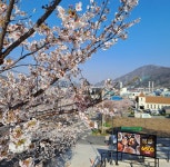 코지하우스 정관점