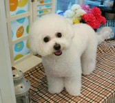 오렌지독하우스