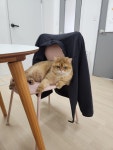 고양이의 봄, 묘랑묘랑