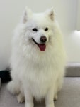 힐링댕