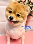 멍멍이이발관