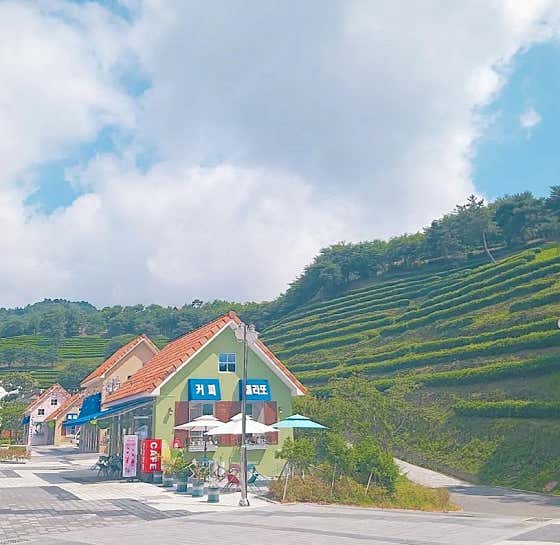 녹차카페 사진