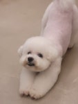 한남메이펫