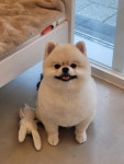 한남메이펫