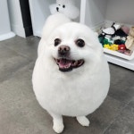 우리몽