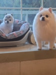 한남메이펫