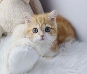 버디독 고양이분양 강아지분양 안심분양센터 인천점