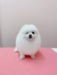 견생의하루 펫살롱 일산본점