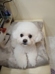 깔끔하개