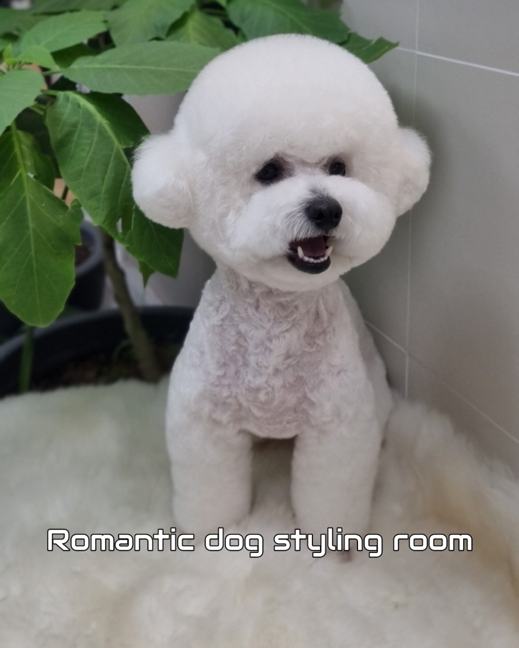 낭만강아지