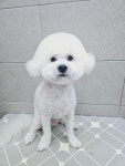 단정하개