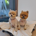 유니댕댕