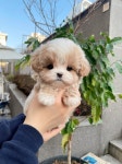 퍼피블리
