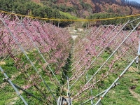 천년애농원