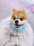 지오애견미용샵