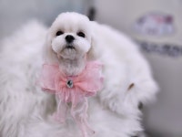 지오애견미용샵