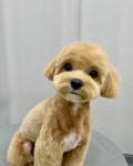 수수펫살롱