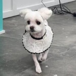 우리몽