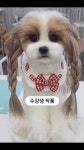 펫인펠트
