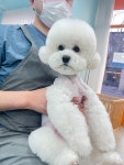 몽언니애견미용실