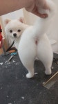 예쁠수밖개