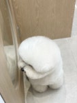 포브펫살롱