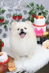 멍멍펫살롱