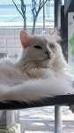 아토냥