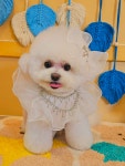 뽀벨그루밍