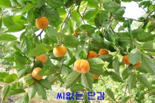 청도신도새마을발상지정보화마을