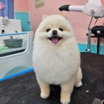 만족하개