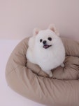 유별난 가위