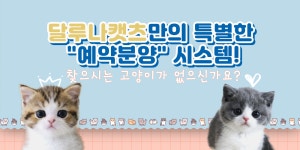 고양이분양 전문 달루나캣츠